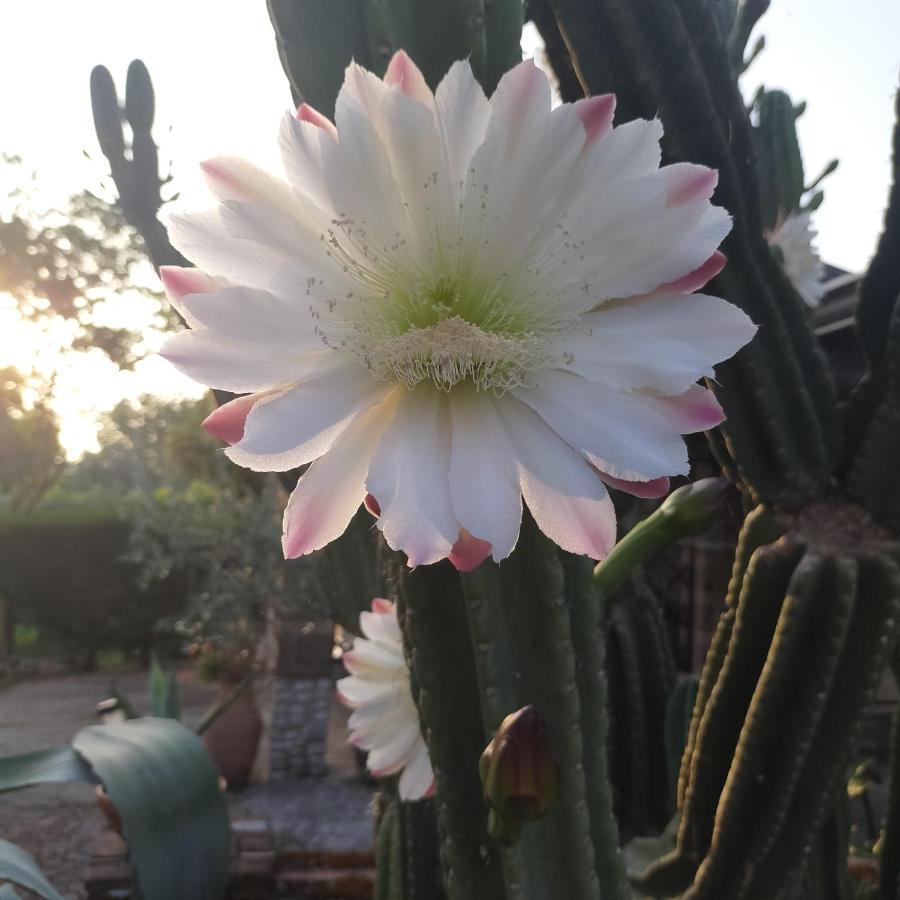 Alojamento de Acomodação e Pequeno-almoço Il Giardino Di Eolo Pietramelara